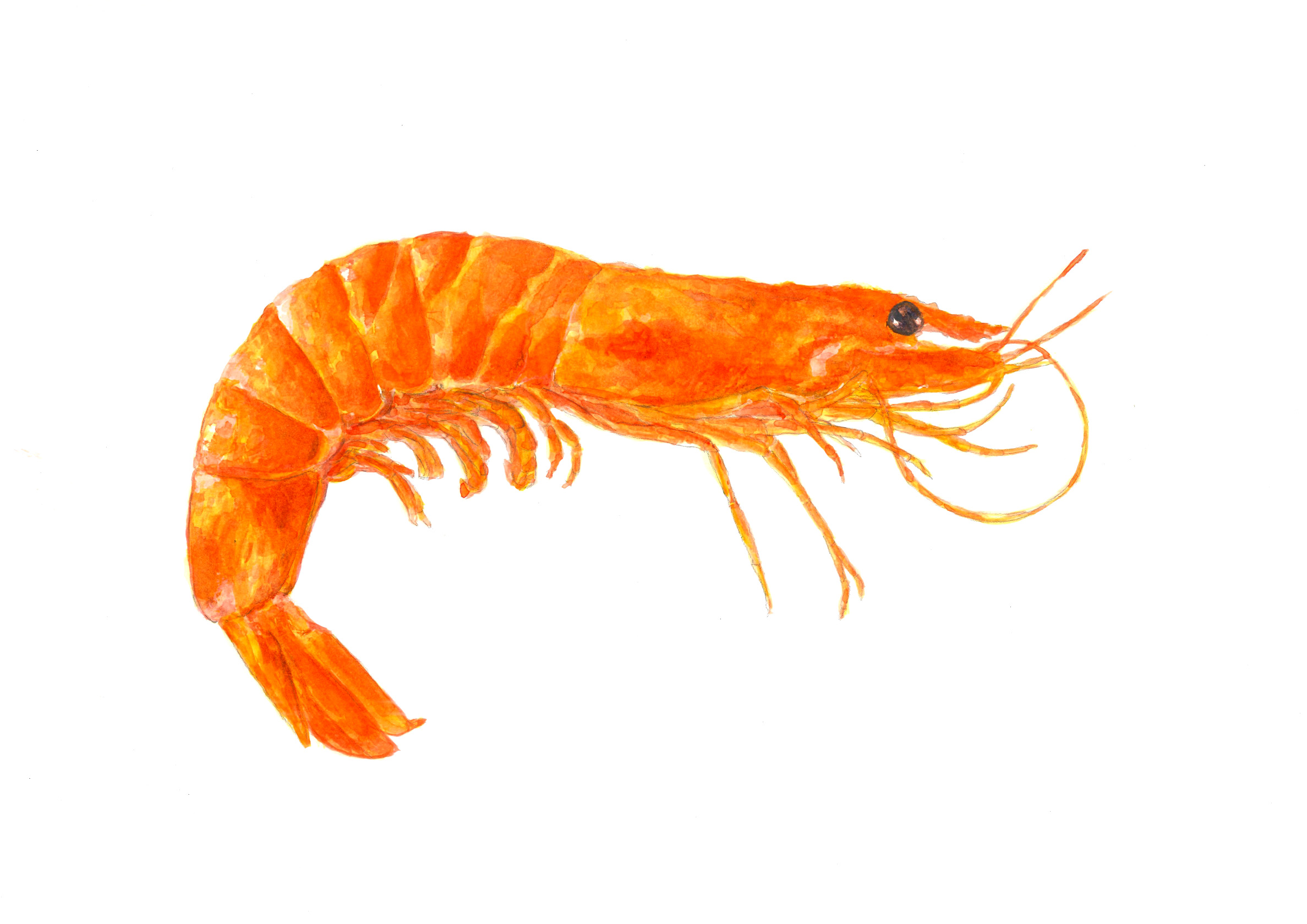 Fauna marina